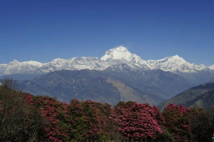 尼泊尔“四大