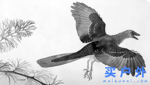 Arc'teryx始祖鸟为啥这么贵?深度解读始祖鸟的十大真相