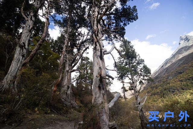 四川稻城亚丁,好喘好累但好美的高海拔徒步旅行