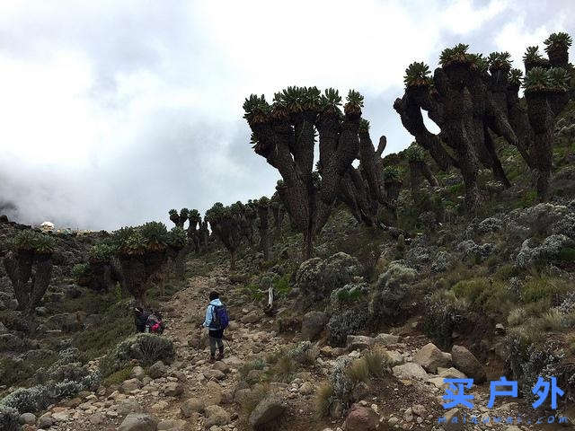 登上坦桑尼亚非洲第一高峰乞力马扎罗山之梦