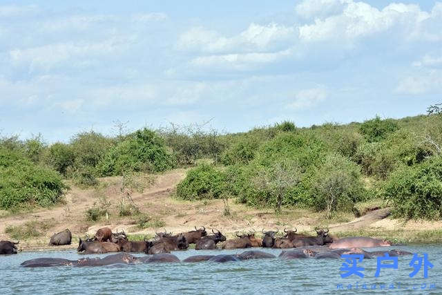东非乌干达自助旅行,Kazinga海峡游船拜访非洲最大河马族群