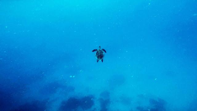10分钟带你登上马尔代夫无人岛与海龟共游，居民岛一日浮潜攻略