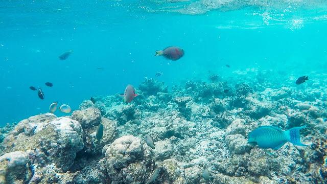 10分钟带你登上马尔代夫无人岛与海龟共游，居民岛一日浮潜攻略