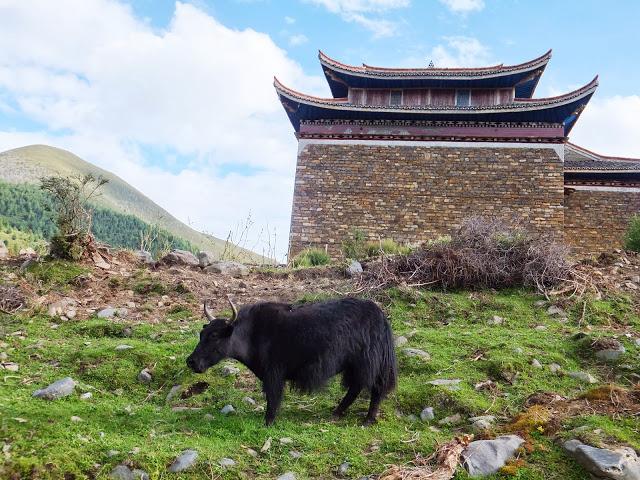 贡嘎穿越自助游攻略,贡嘎山下走一回