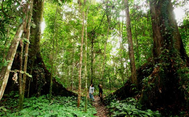 马来西亚大汉山国家公园攻略,探秘热带雨林美景