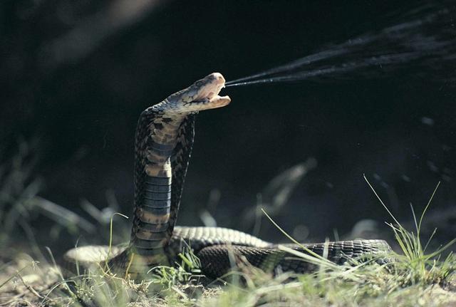 全球剧毒蛇类图鉴,在野外如何预防毒蛇?被毒蛇咬伤该如何自救?