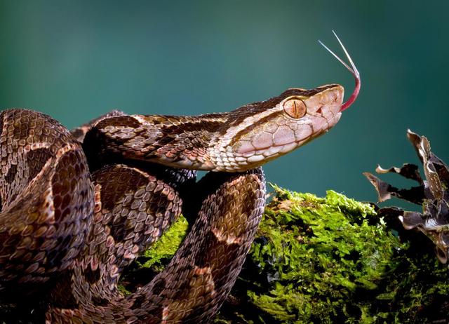 全球剧毒蛇类图鉴,在野外如何预防毒蛇?被毒蛇咬伤该如何自救?