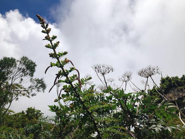 哥斯达黎加游记攻略,最高的活火山伊拉苏火山徒步半日游