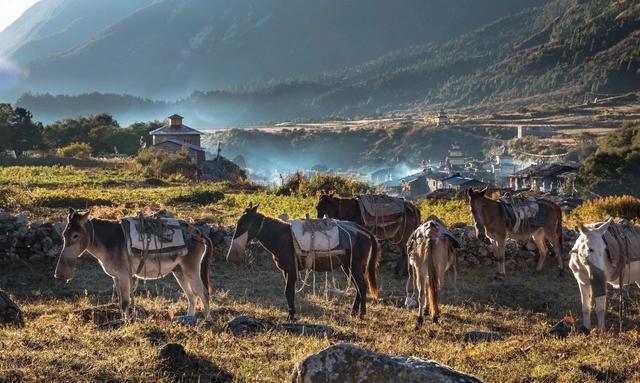 尼泊尔徒步旅行,马纳斯鲁（Manaslu）大环线徒步攻略