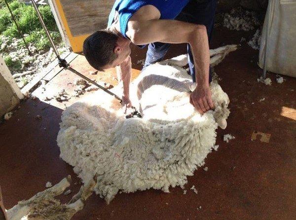 羊毛衣清洗好麻烦,三分钟美利奴羊毛洗涤保养知识