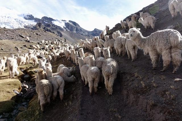 秘鲁安地斯山脉自助登山指南,一起从彩虹山环绕奥桑加特山吧