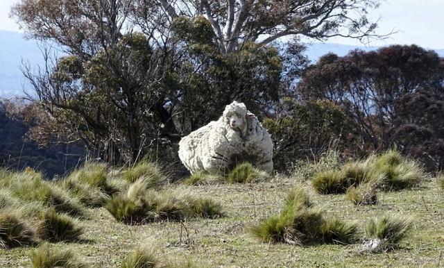 专注户外运动的品牌,icebreaker羊毛底层衣与登山袜山野初体验