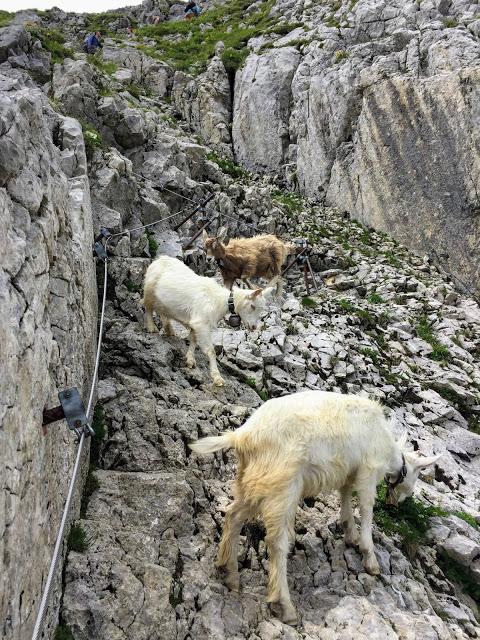 去瑞士徒步旅行,那得来阿彭策尔小镇法伦湖的这几条徒步线路