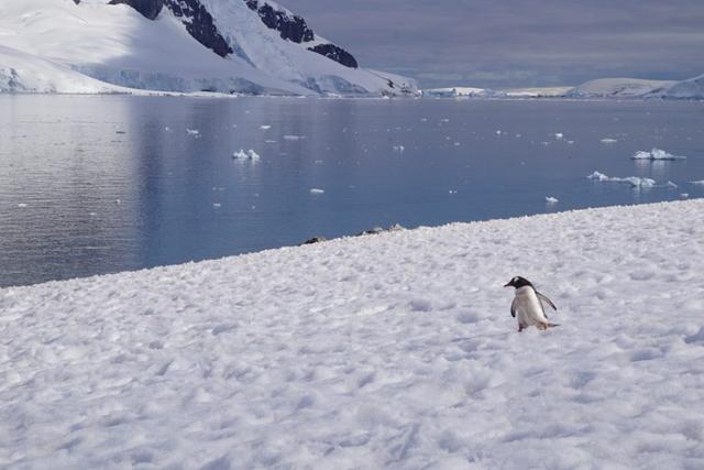 南极旅行体验,这样的风景你肯定没有见过