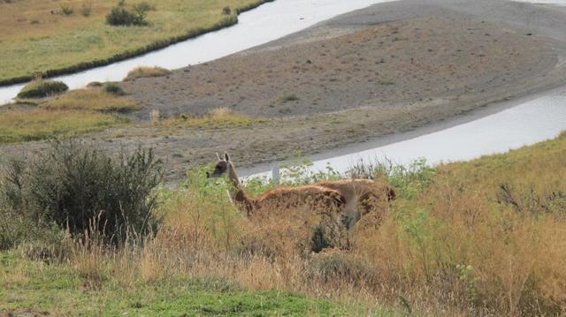 南美行,不能错过的巴塔哥尼亚 (Patagonia)智利百内国家公园