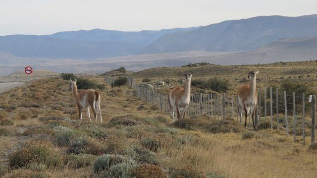 南美行,不能错过的巴塔哥尼亚 (Patagonia)智利百内国家公园