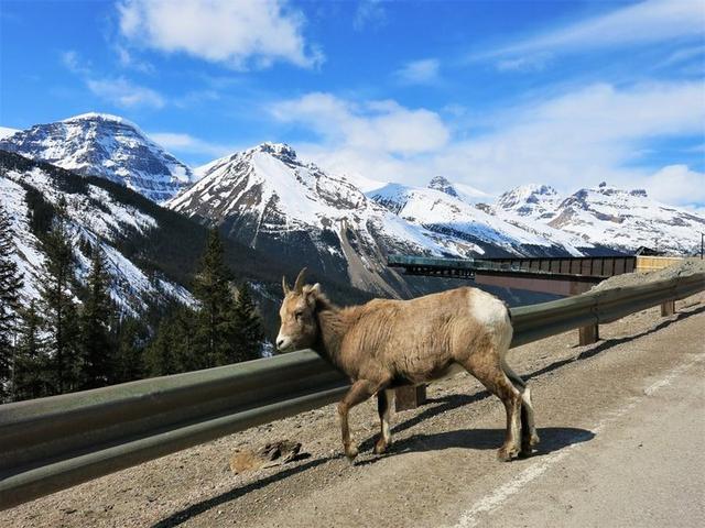 加拿大自驾游,冰原大道公路上的一路美景