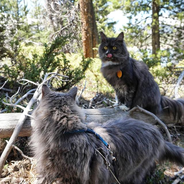 可以带猫去爬山吗?这只猫跟着主人游山玩水成为“网红”