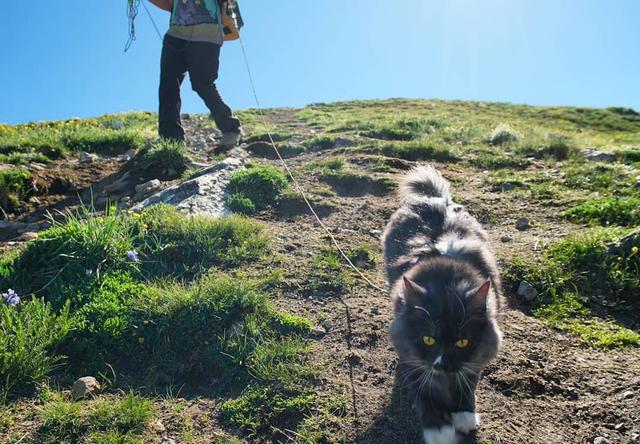 可以带猫去爬山吗?这只猫跟着主人游山玩水成为“网红”