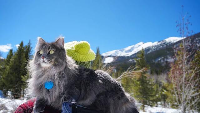 可以带猫去爬山吗?这只猫跟着主人游山玩水成为“网红”