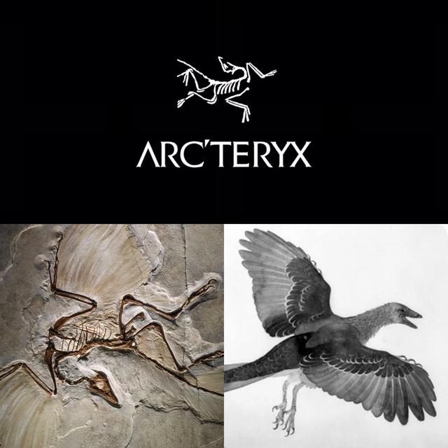 始祖鸟高端系列Arc’teryx Veilance,帮我选下买哪件好？