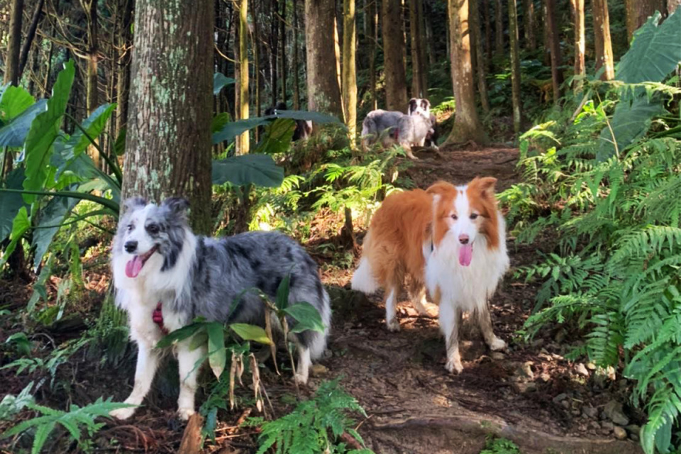 想要带狗狗去爬山,带狗上山的你需要注意这些问题