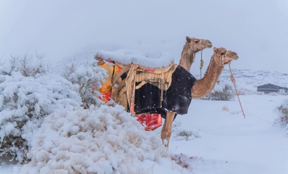 撒哈拉沙漠下雪了,骆驼现身雪地奇景曝光